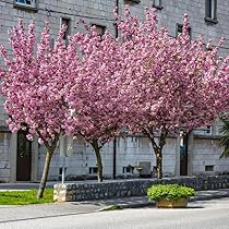 【cherry blossoms】 ブルーレーベル　ティペット Amazon.com: Artificial Cherry Blossom Trees Handmade Light